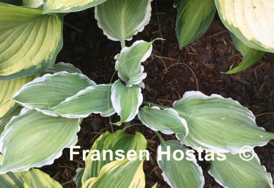 Hosta Sultans of Swing