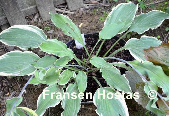 Hosta Sultans Of Swing 16 00 16 00