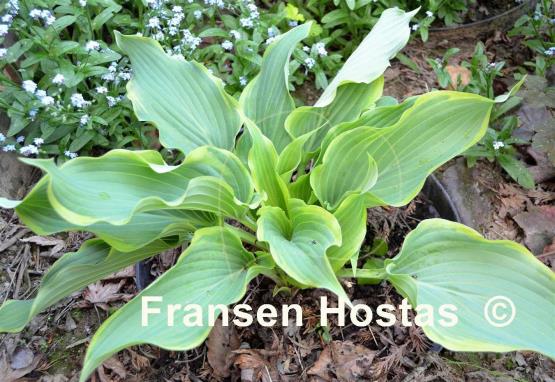 Hosta Sultans of Swing