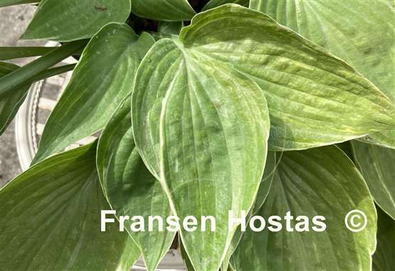 Hosta Sum Cup-o-Joe