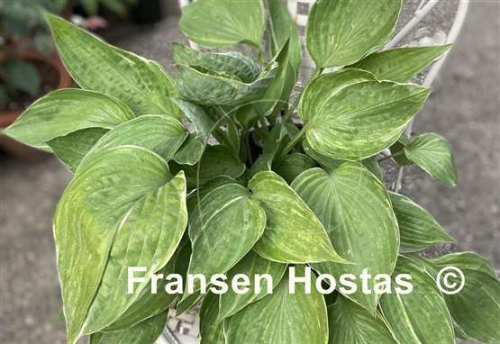 Hosta Sum Cup-o-Joe