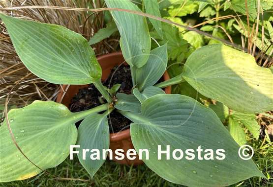 Hosta Sum Zero