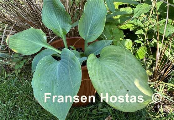 Hosta Sum Zero