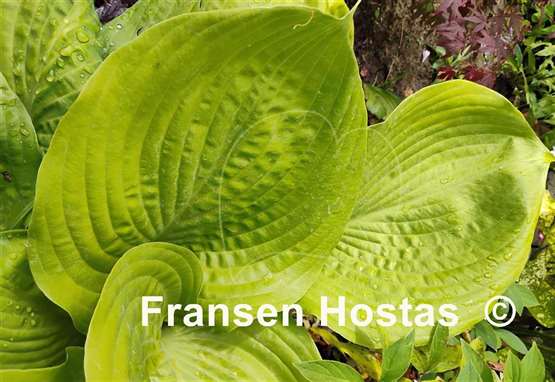 Hosta Sum and Substance