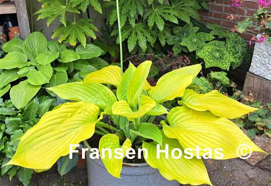 Hosta Sum and Substance