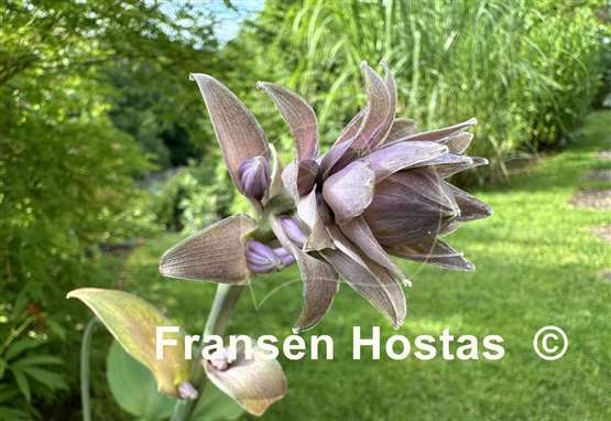 Hosta Sum it Up