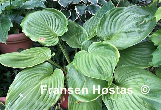 Hosta Sum of All