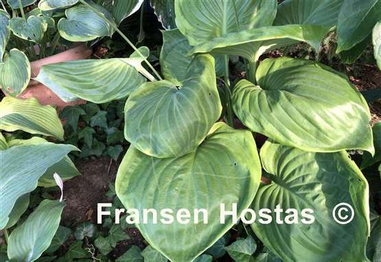 Hosta Sum of All