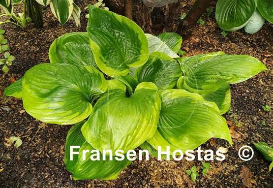 Hosta Sum of All