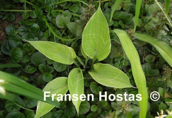Hosta Sum Cup-o-Joe