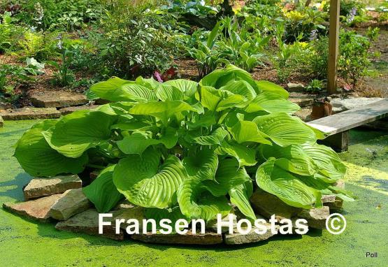 Hosta%20Sum-and-Substance-photo-made-by-