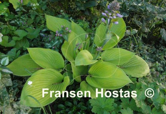 Hosta Sum and Subtle