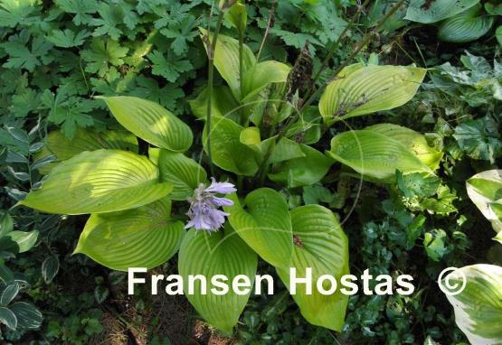 Hosta Sum and Subtle