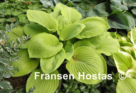 Hosta Sum and Subtle