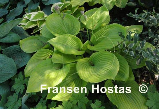 Hosta Sum and Subtle