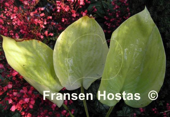 Hosta Sum and Subtle