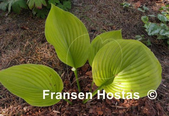 Hosta Sum and Subtle