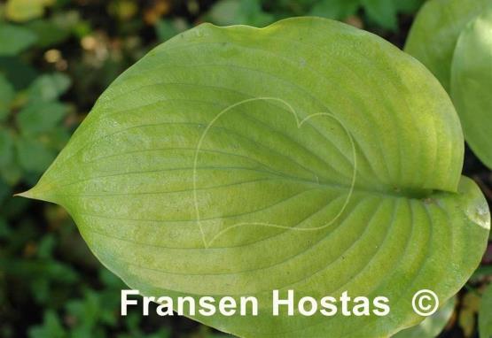 Hosta Sum and Subtle