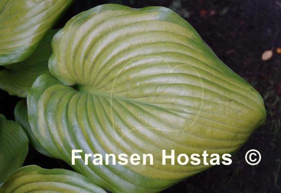 Hosta Sum and Subtle