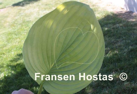 Hosta Sum and Subtle