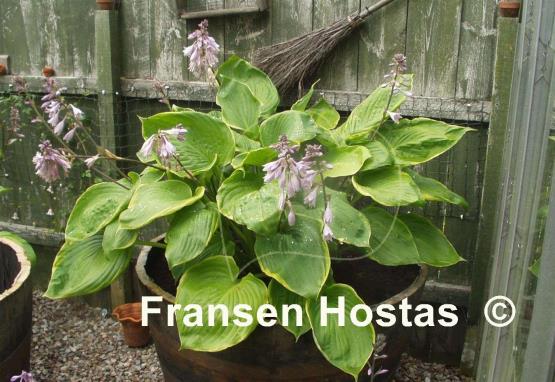 Hosta Sum it Up