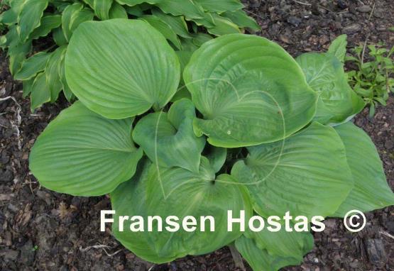 Hosta Sum of All
