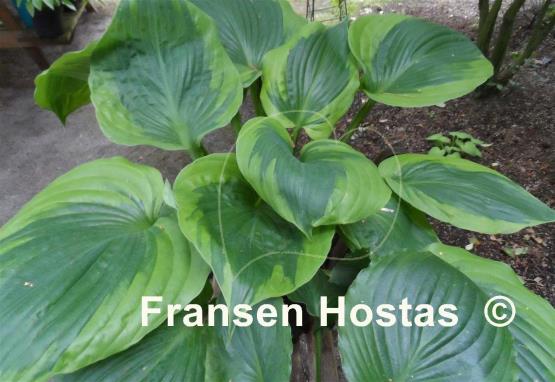 Hosta Sum of All