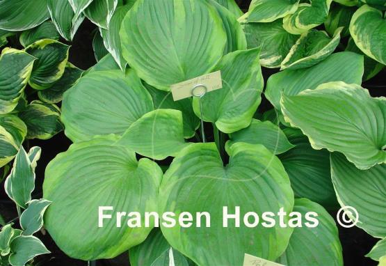 Hosta Sum of All
