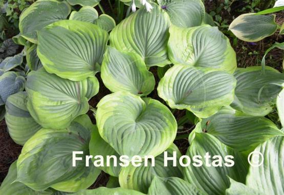 Hosta Sum of All