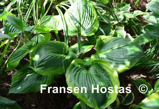 Hosta Sum of All