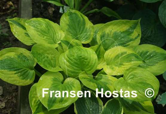 Hosta Summer Breeze