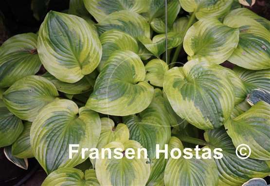 Hosta Summer Breeze