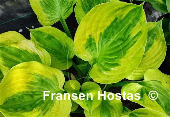 Hosta Summer Breeze