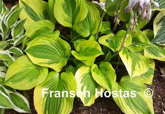 Hosta Summer Lovin'
