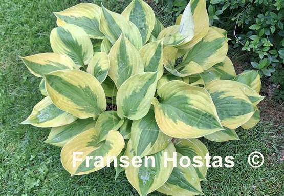 Hosta Summer Lovin'