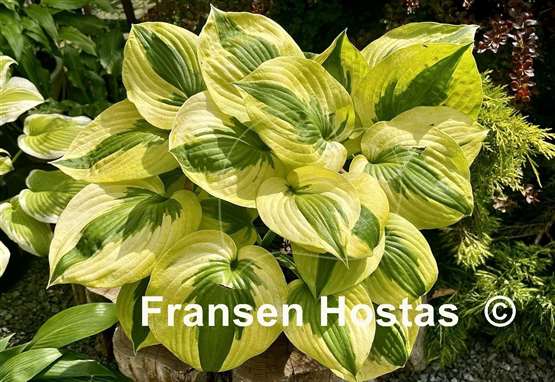 Hosta Summer Lovin'