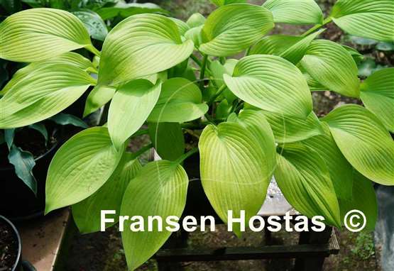 Hosta Summer Olympics