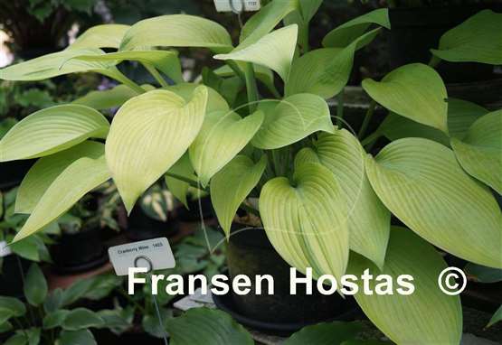 Hosta Summer Olympics