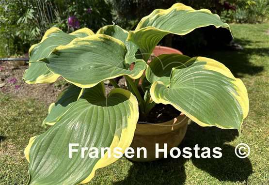 Hosta Summer Rainbow