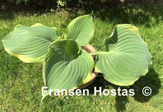 Hosta Summer Rainbow