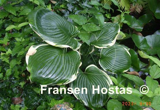 Hosta Summer Rainbow