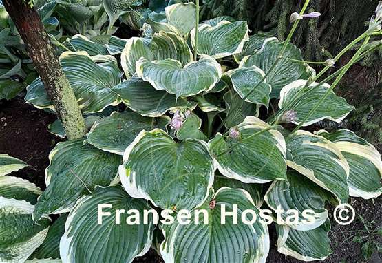 Hosta Summer Rainbow