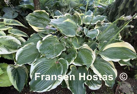 Hosta Summer Rainbow