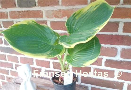 Hosta Summer Rainbow