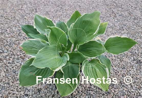 Hosta Summer Rainbow