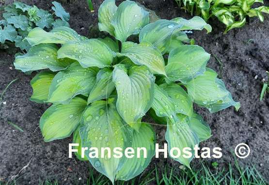 Hosta Summer Serenade