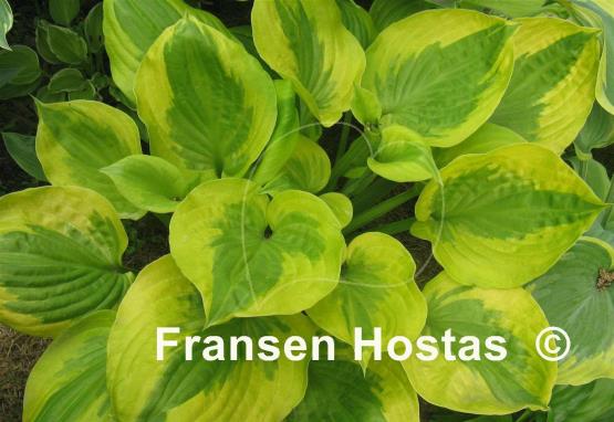 Hosta Summer Breeze