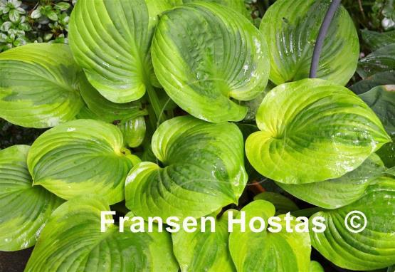 Hosta Summer Breeze
