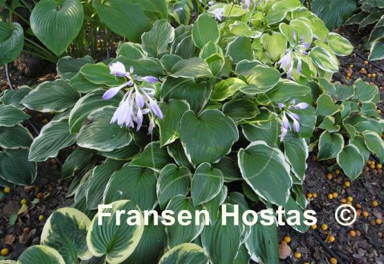 Hosta Summer Fragrance