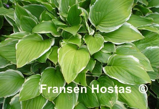 Hosta Summer Fragrance